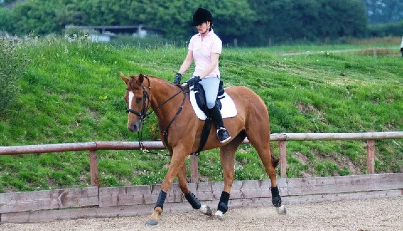 EquiAmi Premium Riding Aid